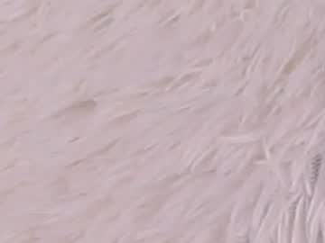 Livecam Vorschaubild von jayemath